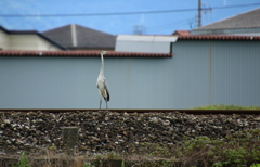 そろそろ飛ぶか・・・・線路はあぶないし