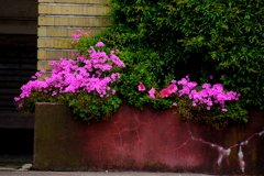 花は咲く～♪