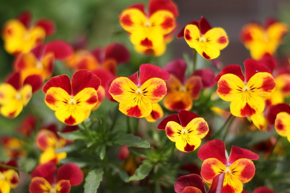 ミニーちゃんがいっぱい