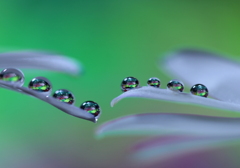 心海ＤＲＯＰＳ　44