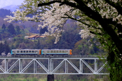 桜と電車