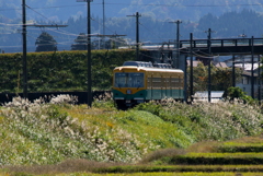 かぼちゃ君～♪沿線に芒が揺れ～♪