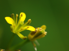 黄色い小さな花