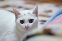 9月９日　今日が１歳の誕生日～おめでとう(*´∀｀)ペロ