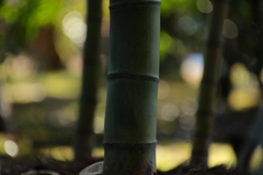 竹林
