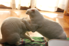 おさえこみ・・・のこったのこった