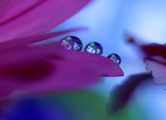 愛をこめて花束を