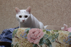 ペロ