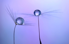 心海ＤＲＯＰＳ　63