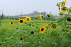 ひまわりとダイコン