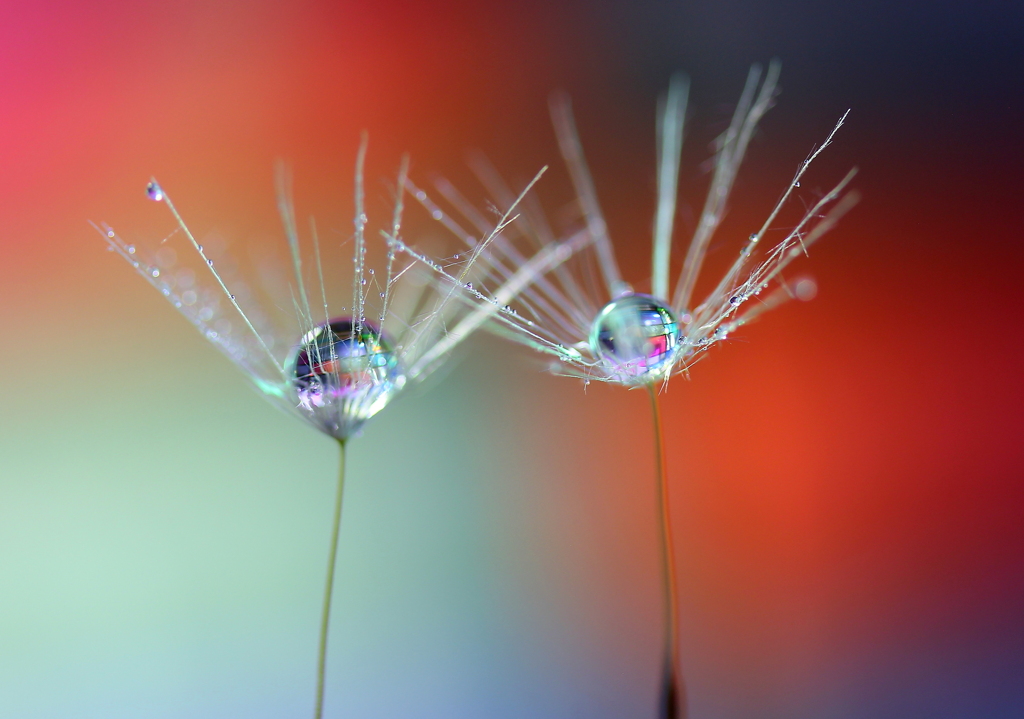 心海ＤＲＯＰｓ