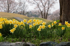 満開よ~♪　わたしたちも春のこの日を待っていたの・・・水仙の呟き