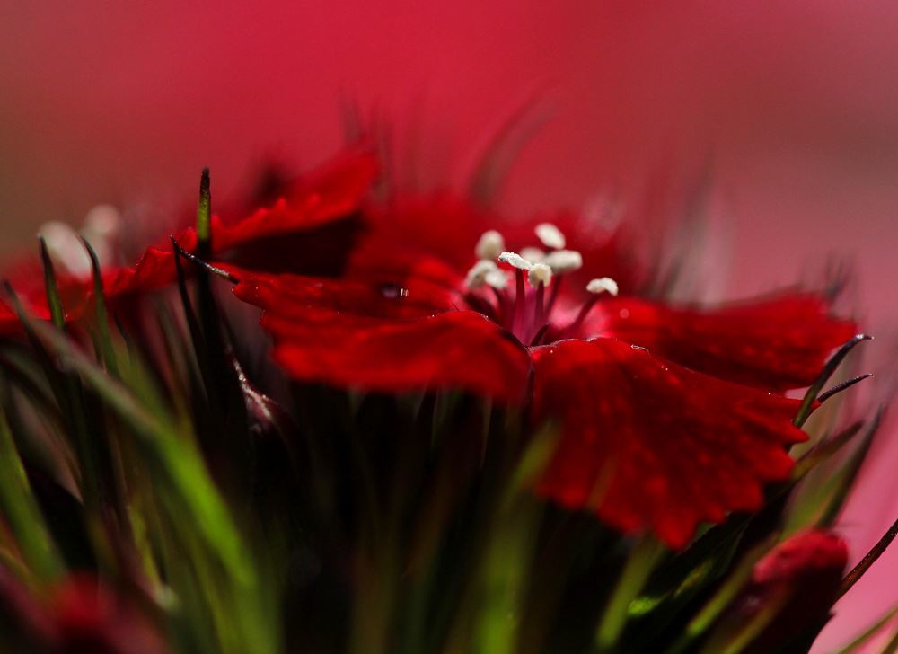 真紅
