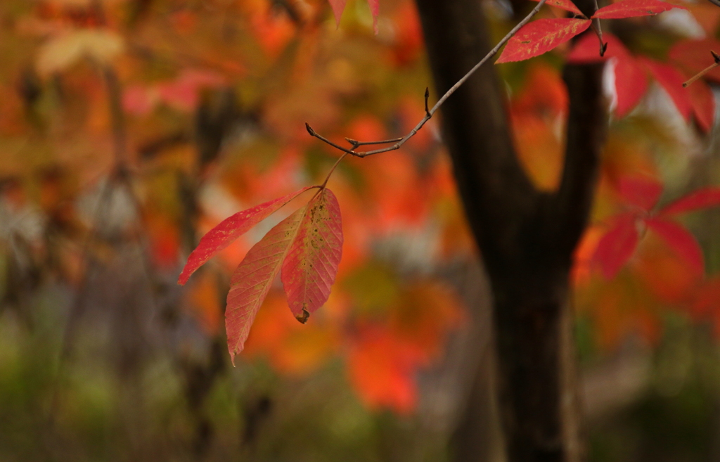 紅葉（名残り・・・）