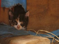 ねぐらからこんにちは