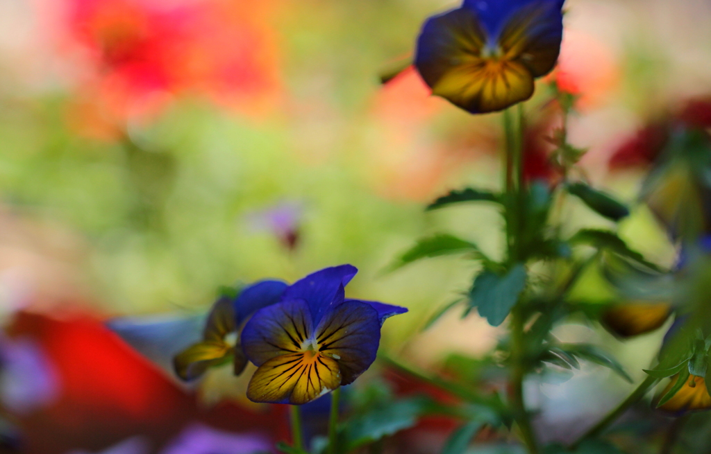 花園
