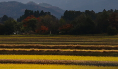 大地色づき