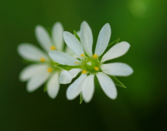 白い小さな花（ツイン）