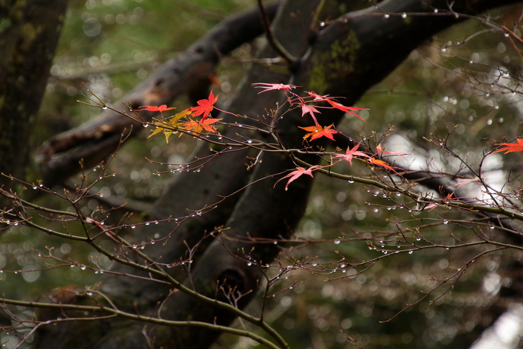 名残り・・・紅葉