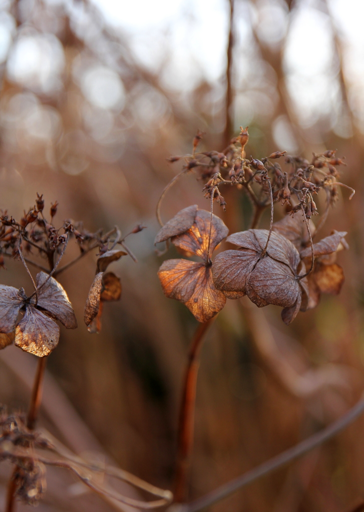 枯れ紫陽花シリーズ4