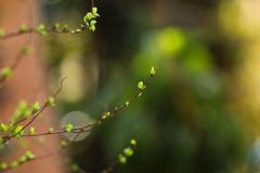 芽吹き