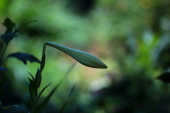 蕾