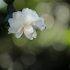 山茶花