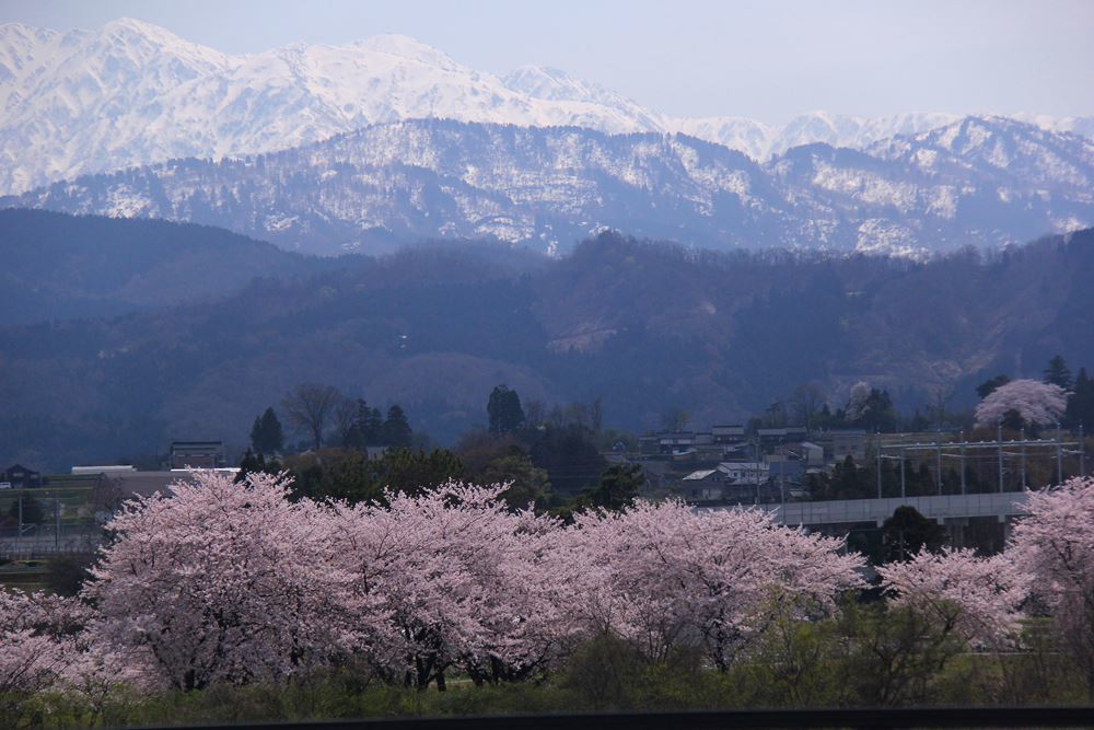 桜前線