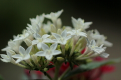 星のような花