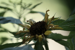 枯れゆくもいとをかし