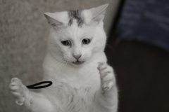 アチョ～！