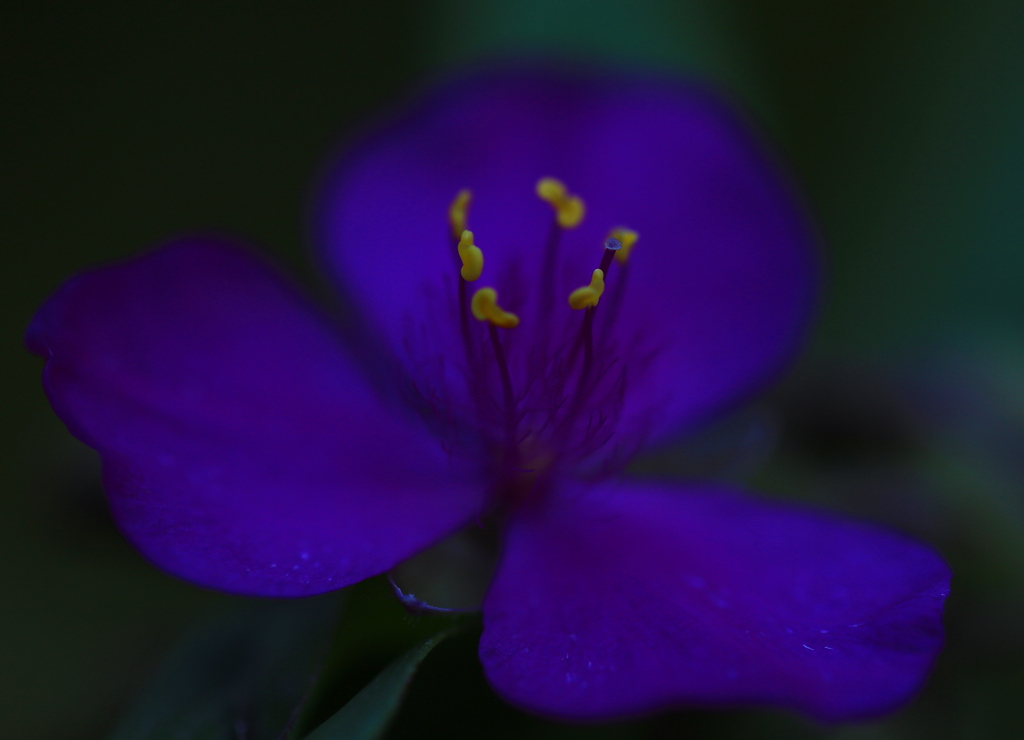 つゆ草