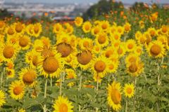 高台に咲く向日葵