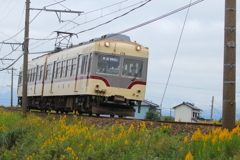 電車君とセイタカアワダチソウ
