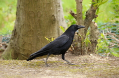 カラスさん～♪　何して遊ぼうか＾＾♪