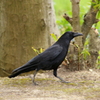 カラスさん～♪　何して遊ぼうか＾＾♪