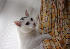 木登りではなく、カーテン登りだよ～ん