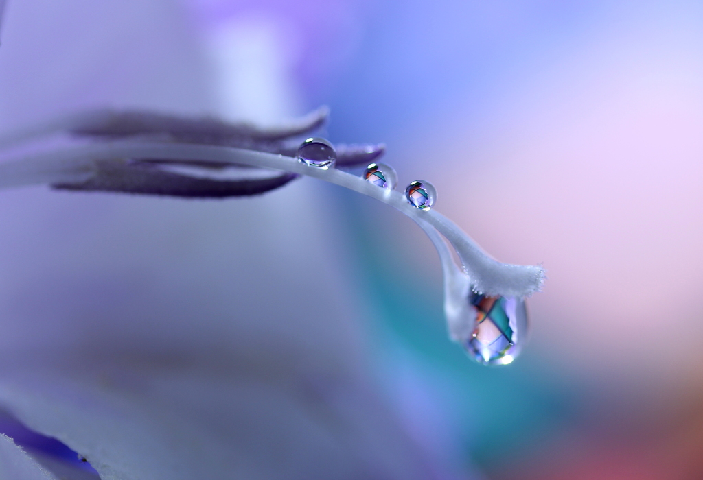 心海ＤＲＯＰＳ・・・儚きもの