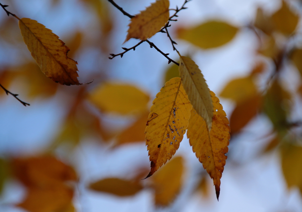 紅葉・・・物寂しくもあり心躍る時でもあり