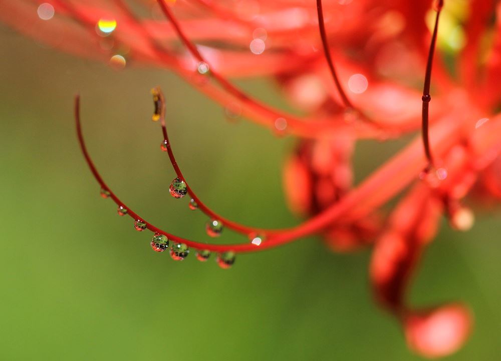 彼岸花に伝う雫