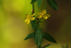黄色い小さな花
