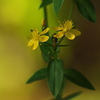 黄色い小さな花