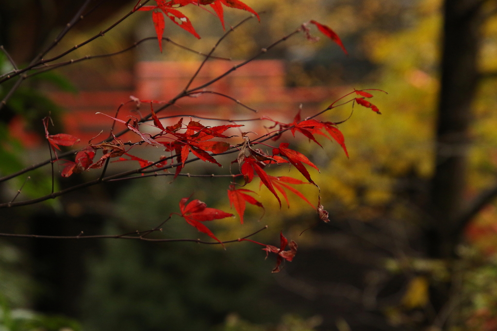 赤々と燃えつき紅葉散りゆくも・・・