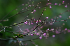 森の中の小さな花