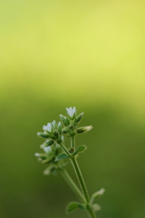 花は花は花は咲く～♪