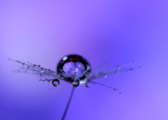 心海DROPS・・・アサガオ