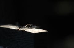 ひとりステージに立ち