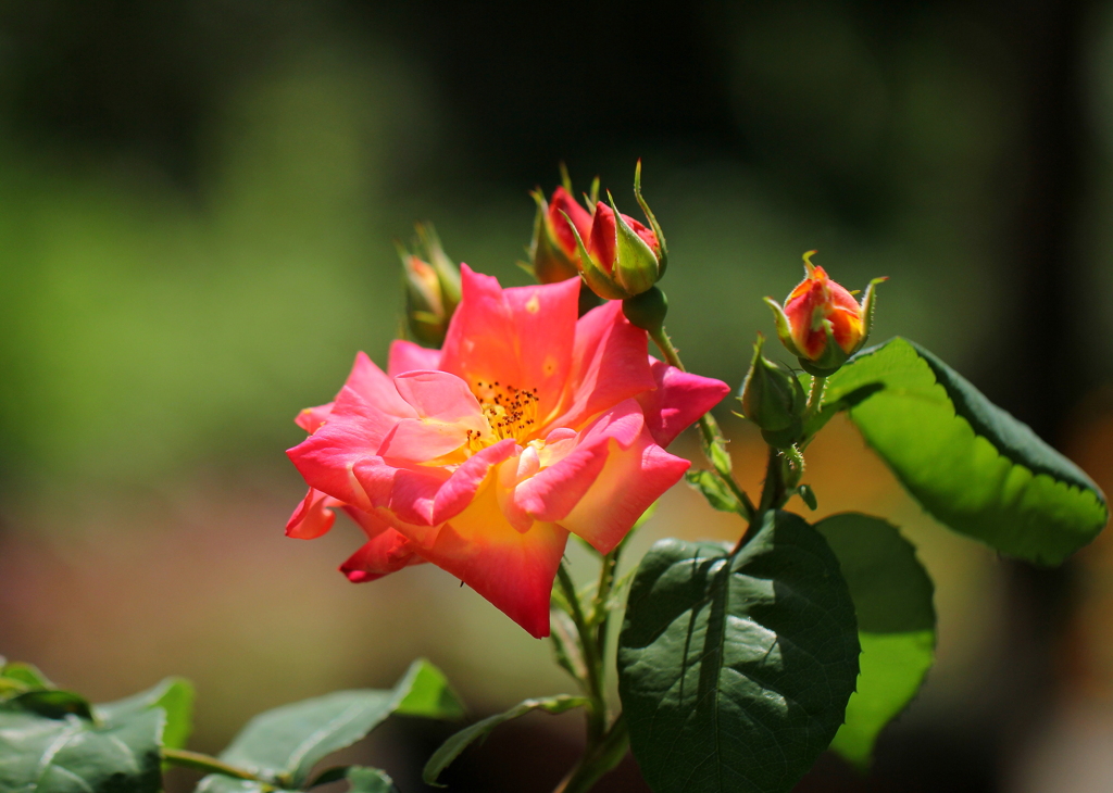 薔薇