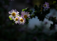 菊の花