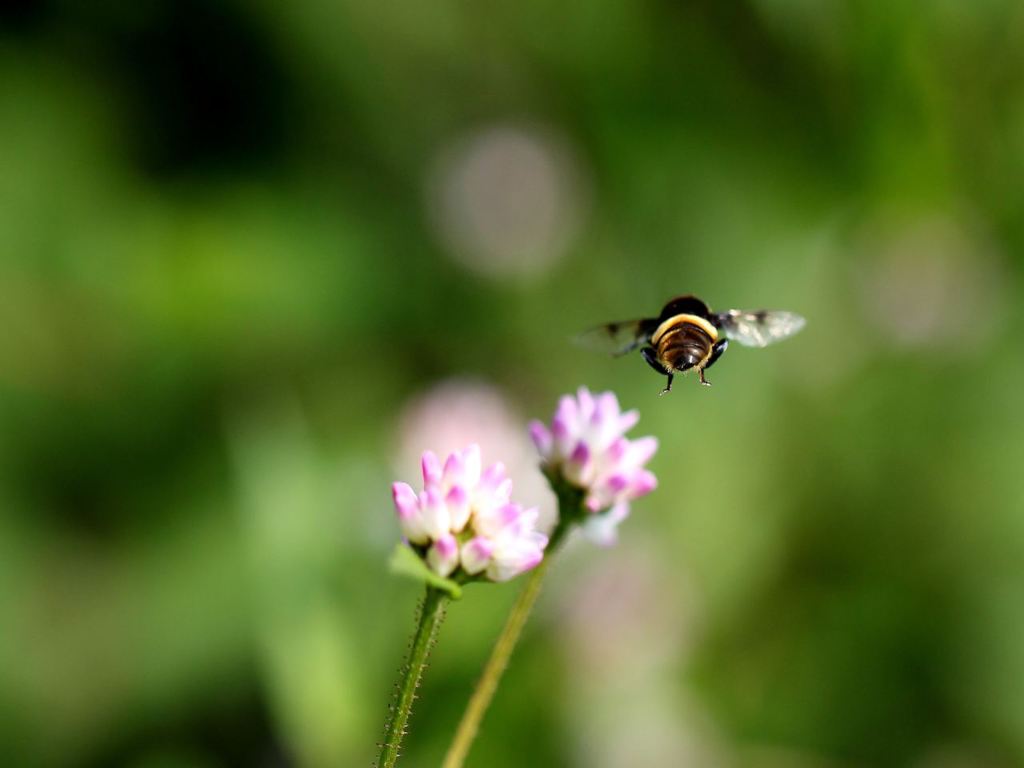 ボクの後ろについておいでよ～！
